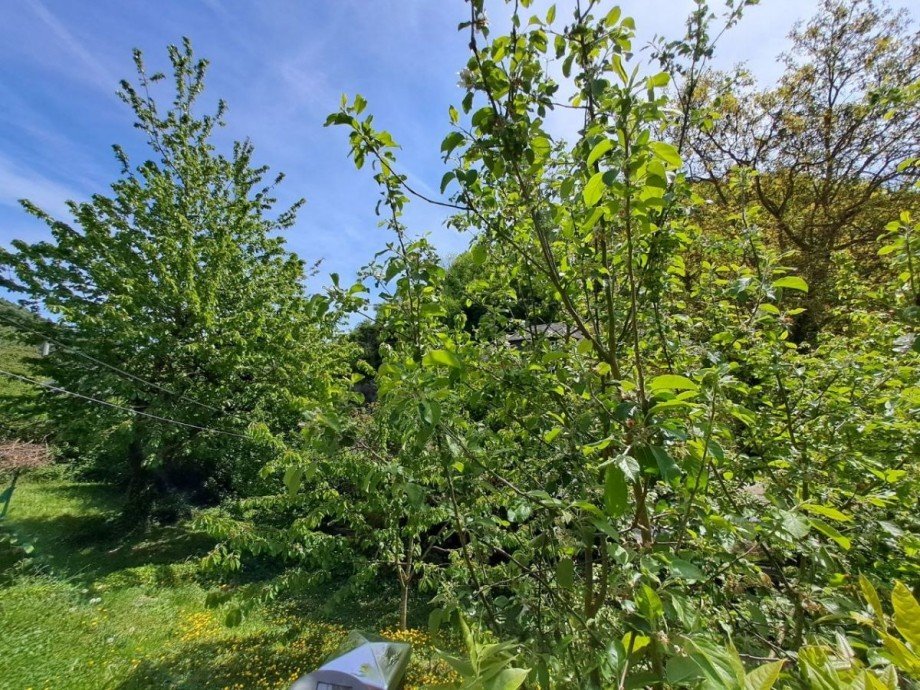 Gr�noase Einfamilienhaus St. Goar